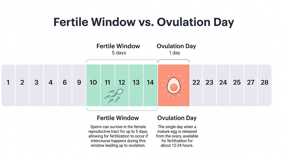 Fertile Window vs. Ovulation chart